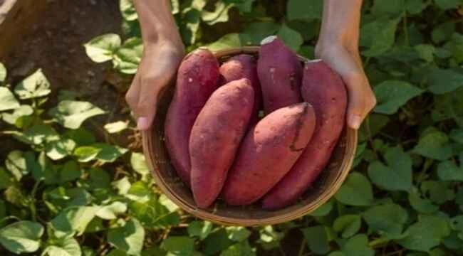 A farmer holding fresh sweet potato