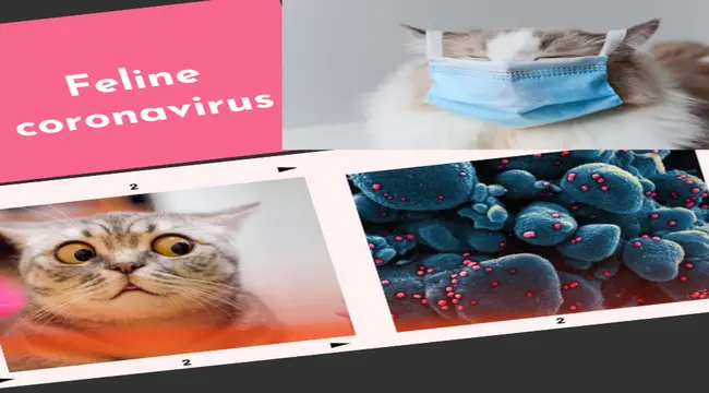 feline coronavirus in hindi