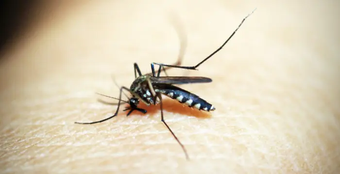 Zika virus manushya ke kis bhag ko prabhavit karta hai